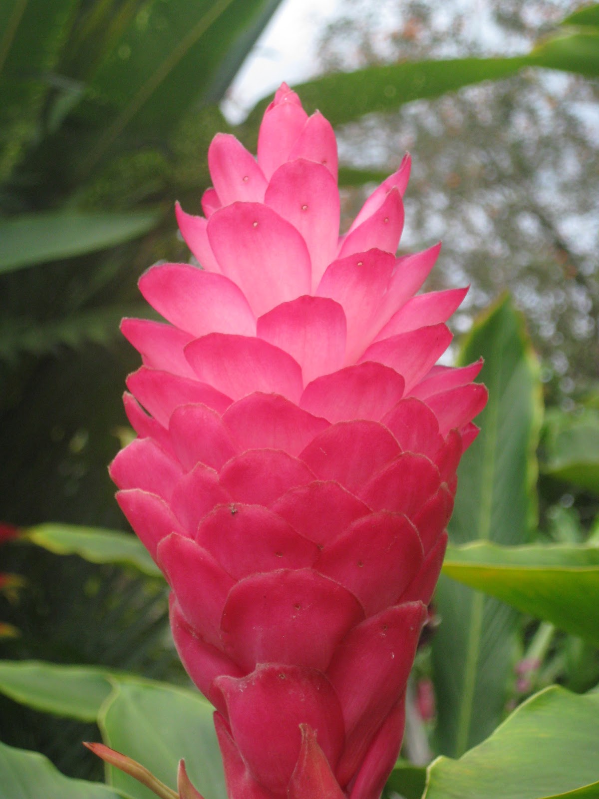 Gary and Carol's North American Adventure: Flowers and Fauna from Costa