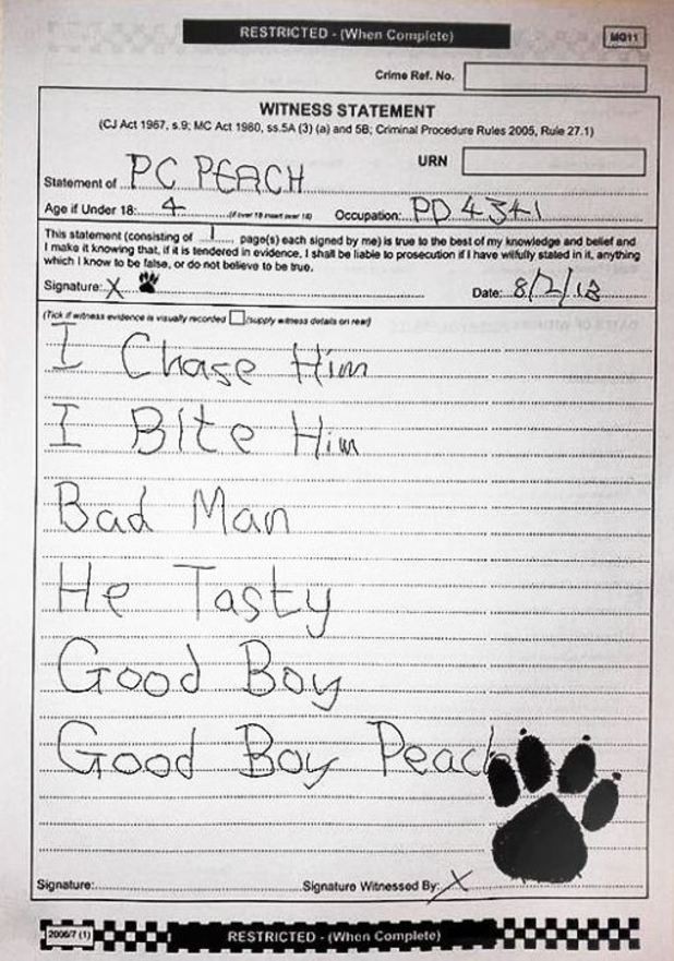 Can dogs understand english picture