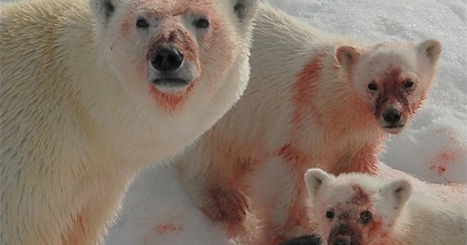 Deformutilation: Polar Bears with Bloody Faces