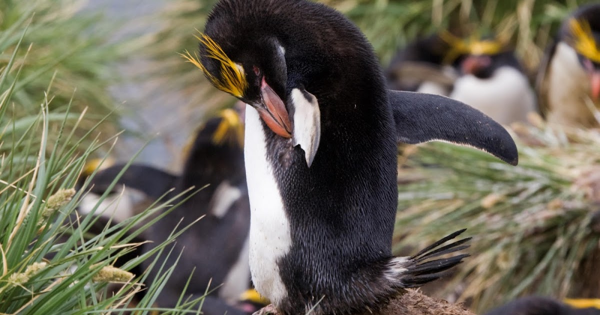 Animal Unique: Macaroni Penguin