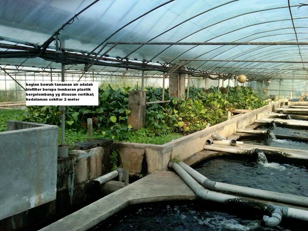 Biofilter Kolam Ikan Akuarium Ikan Hias