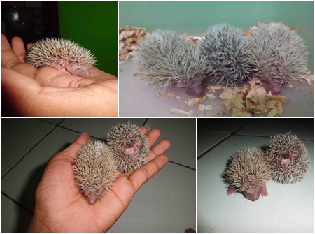 Bayi Landak mini bayi landak mini - landakmurah