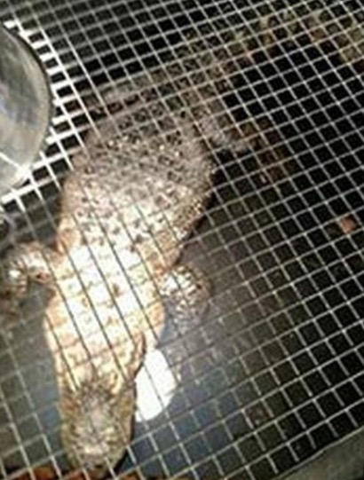 Screen%2BShot%2B2016-01-31%2Bat%2B8.48.5