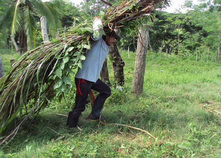 Pecuaria sena heliobeth: ELABORACIÓN DE ENSILAJE: SILO BOLSA Y DE