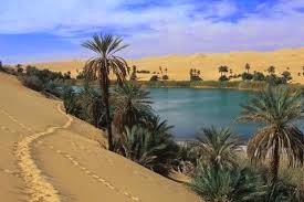 Blog Mas Danang Proyek Hutan Sahara Pengubahan Gurun Pasir Menjadi Oasis