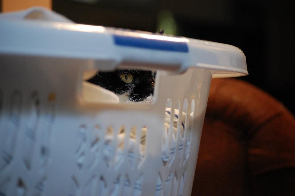 Sophia Z Photo Giving Subcutaneous Fluids To Cat