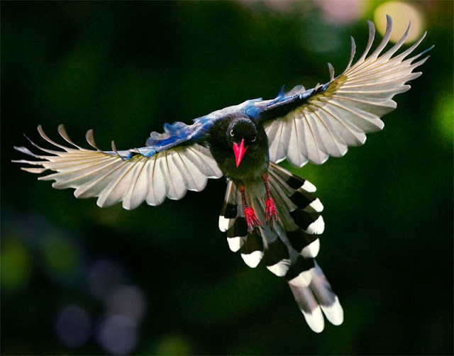 Flonimal Nesia Burung Taiwan Blue Magpie Yang Berbulu Indah