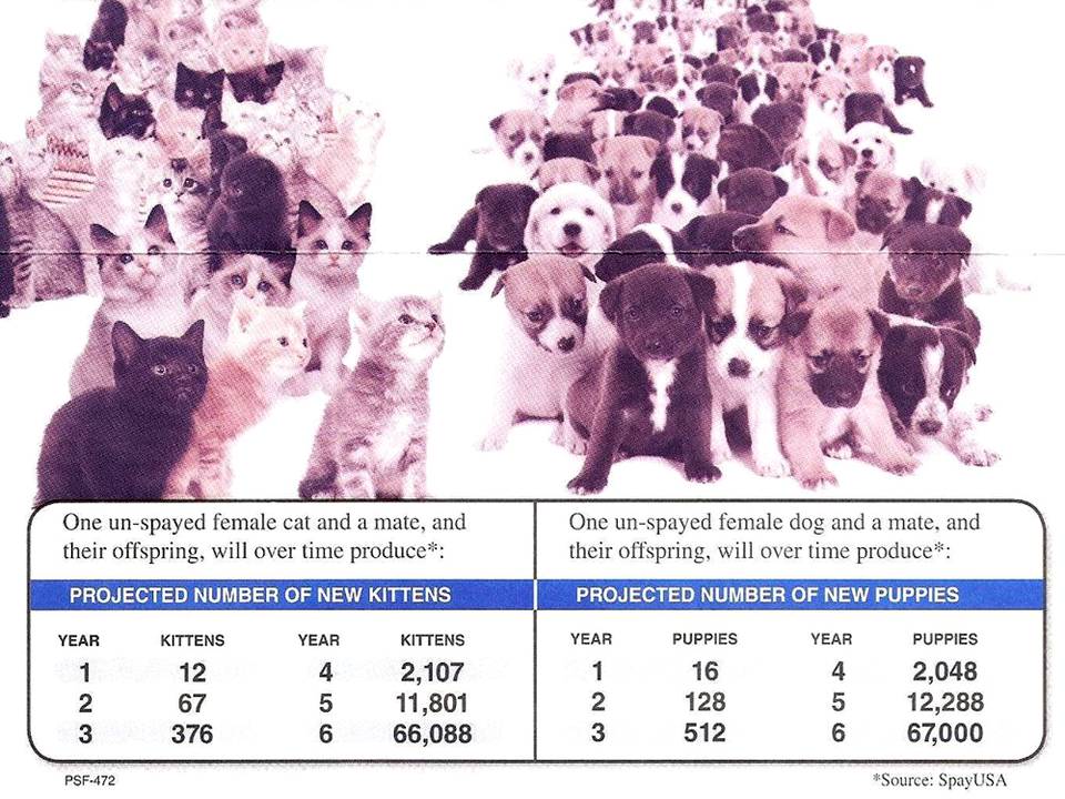 Can You Board An Unspayed Dog at Quinton Hall blog