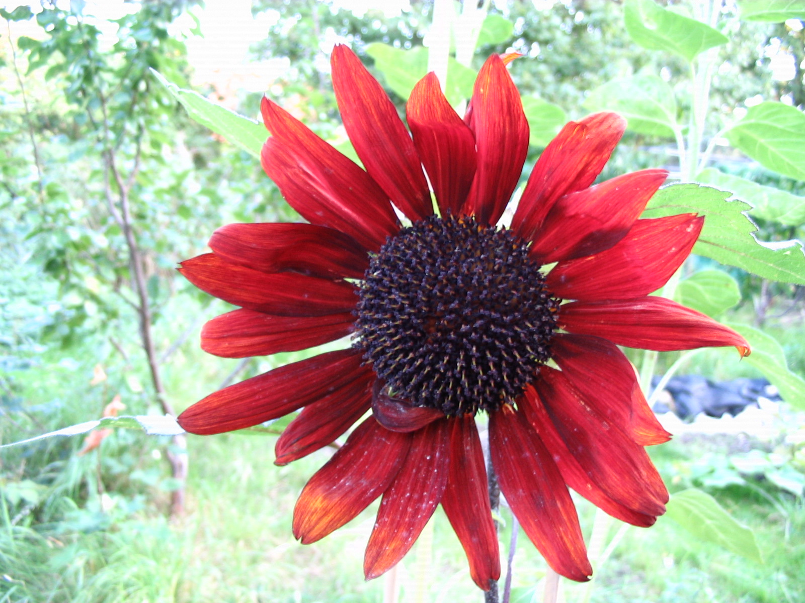 Maroon Flower wallpapers (1600 x 1200 ) Flower Wallpaper