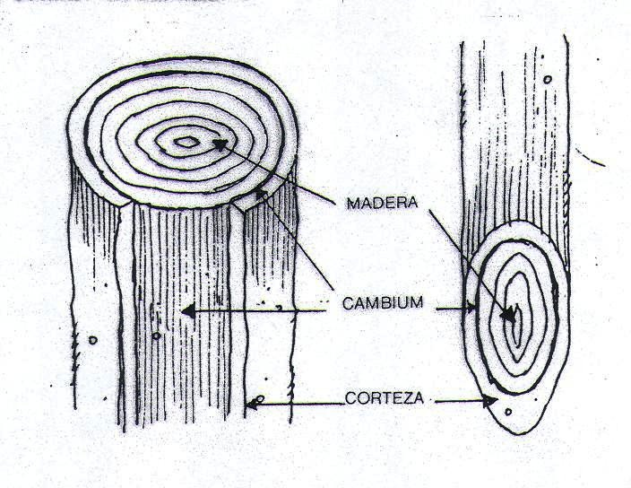 El injerto bierzobiologico