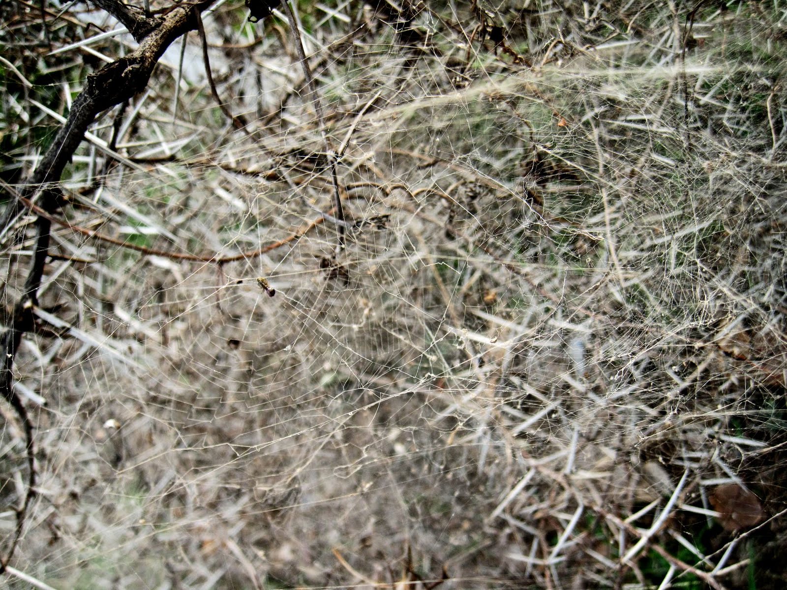 Stock Pictures Cobwebs or Spiderwebs