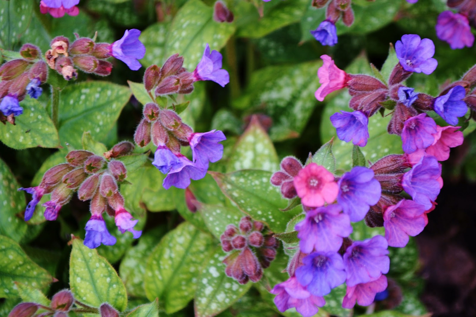 Irish Spring Flowers