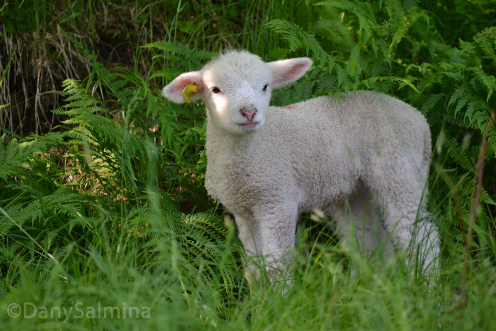 Love for Food and Photography: L'agnellino