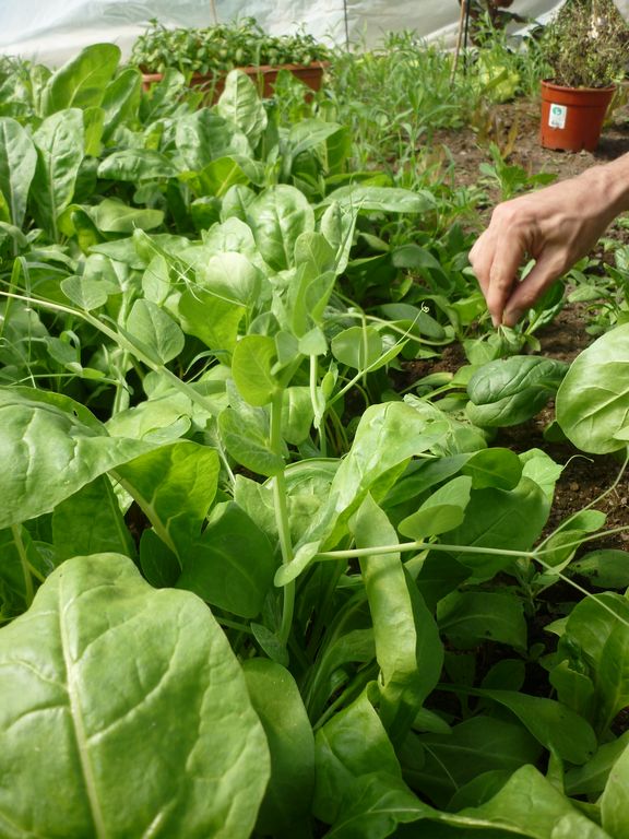 Churu y Marian en El Bolsón: Huerta 2011 / 2012