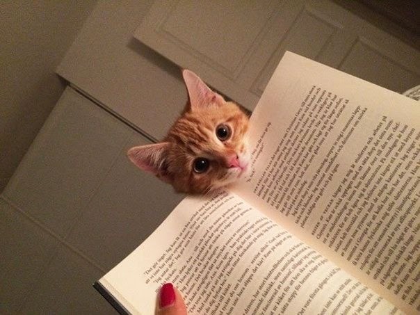 Как коты читают книги (10 фото)