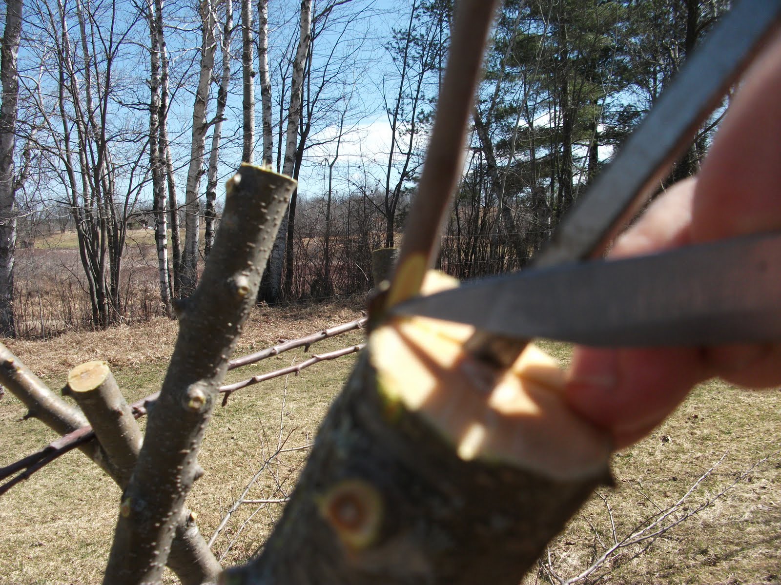 My Summer on a Farm Grafting Apple Trees