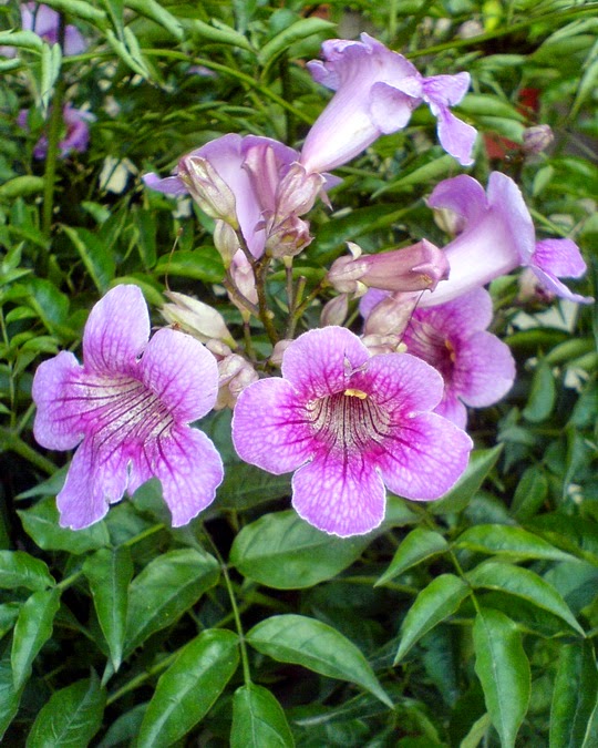 Singapore Plants Lover Today's Flowers Trumpet Vine