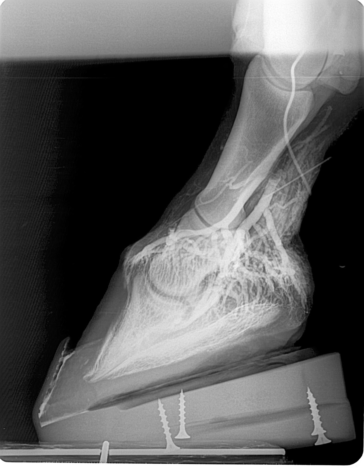 Innovative Equine Podiatry Theory of two loads article