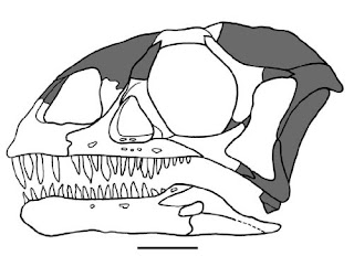 Massospondylus