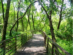 Wisata Taman Mangrove Daerah Kapuk Jakarta Utara Wisata Taman Mangrove Daerah Kapuk Jakarta Utara