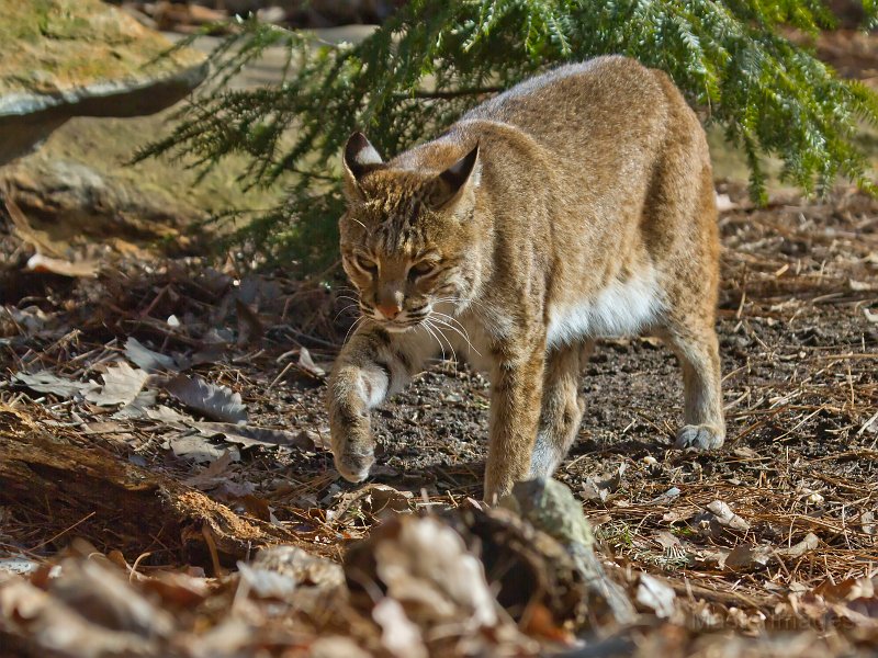 Phil Brown DEC Proposes Killing More Bobcats The Adirondack Almanack