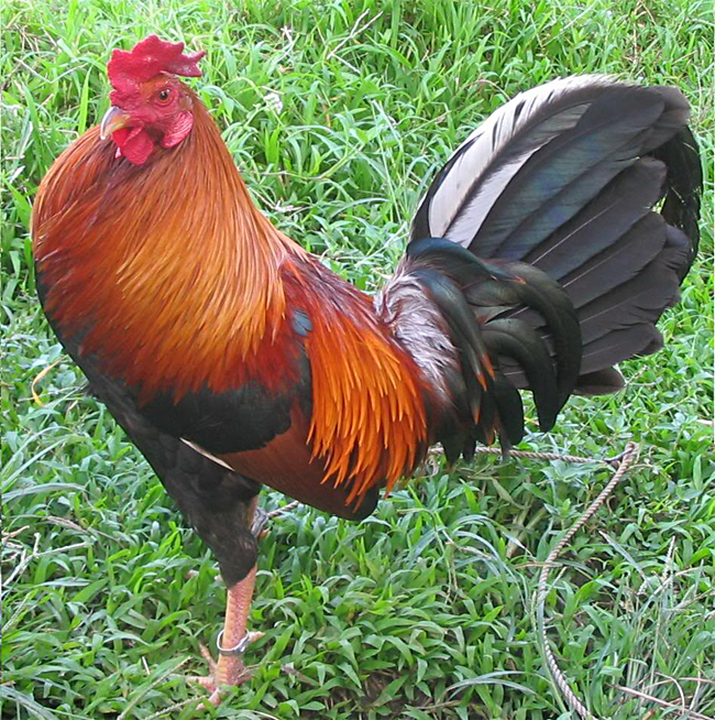 thoughts & happenings The Chook!