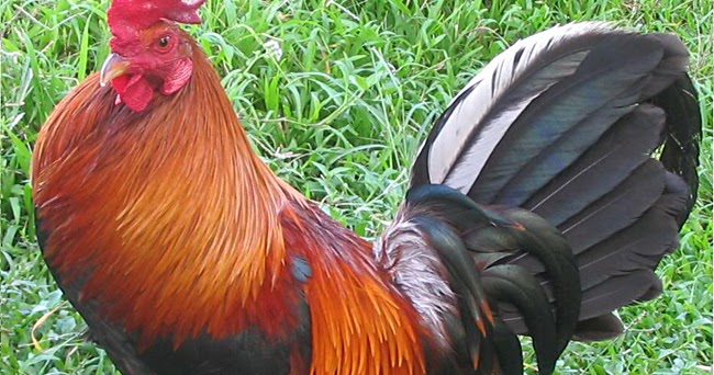 thoughts & happenings: The Chook!