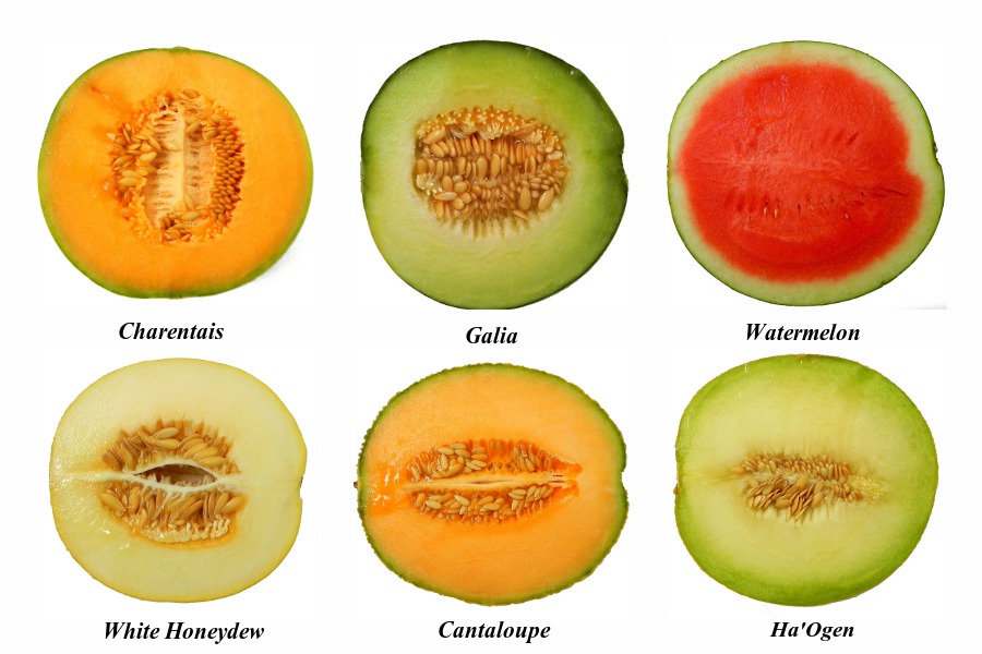 Baby Girl Blog Właściwości zdrowotne i odżywcze MELONA