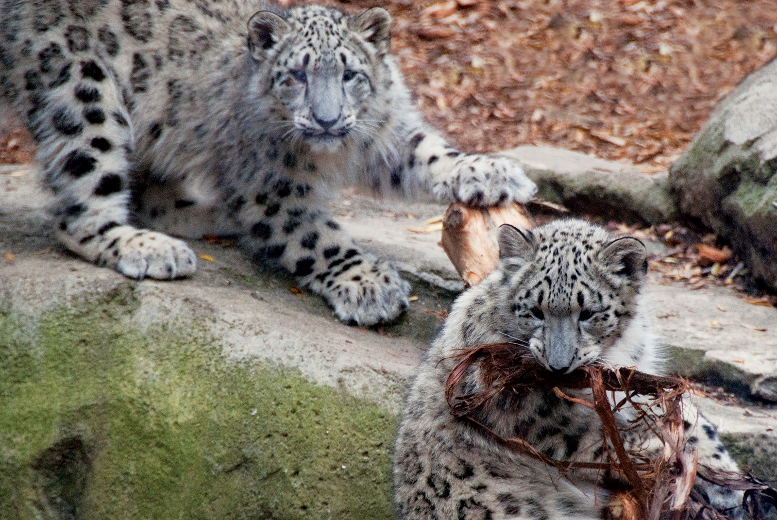 Leopard Cubs