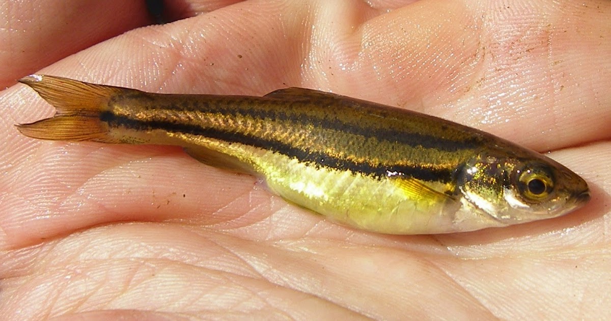Ben Cantrell's fish species blog Northern redbelly dace
