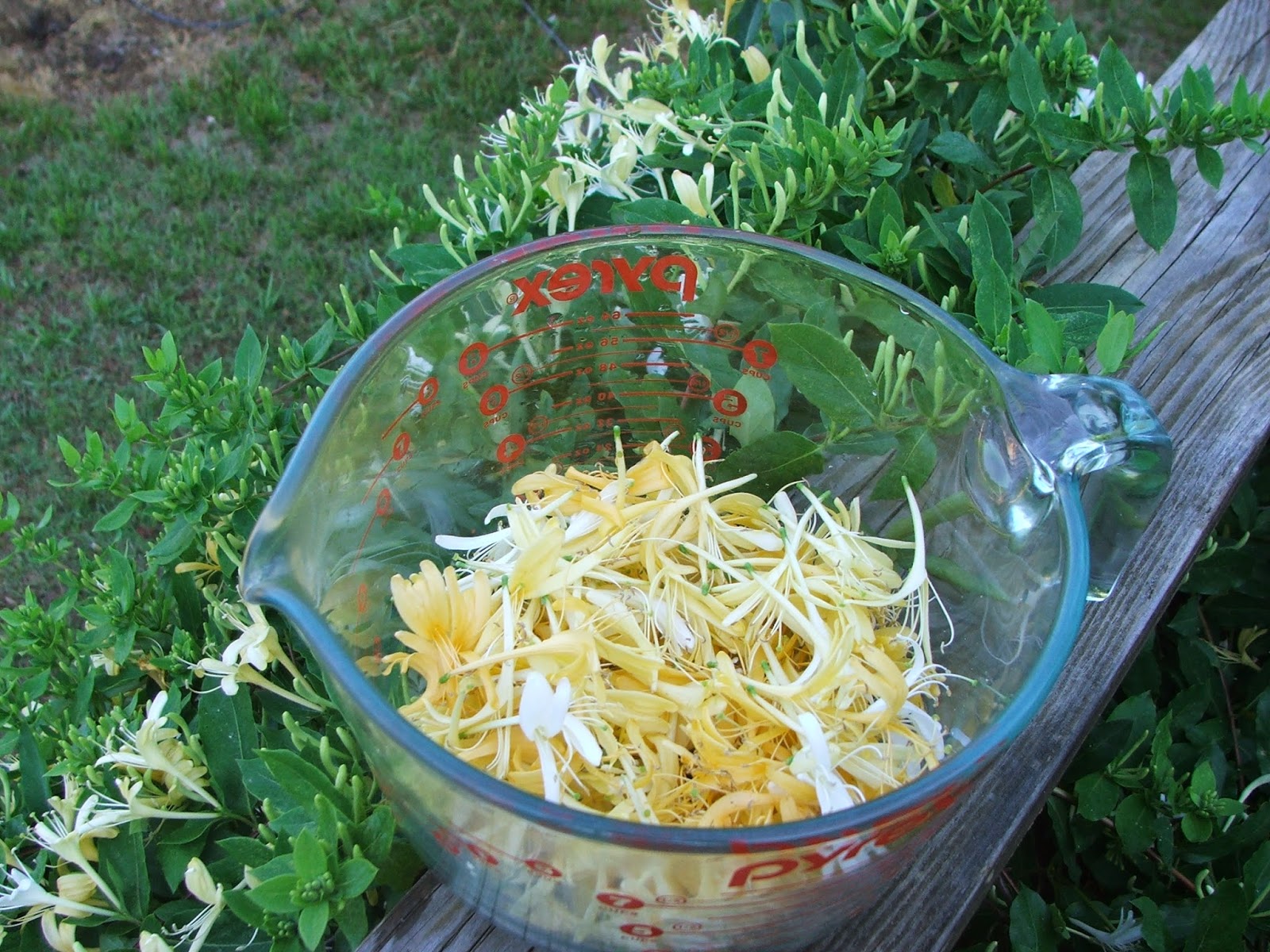 Canning Granny Wild Honeysuckle Syrup