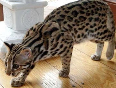 Kucing Bengal Fharadillaputri