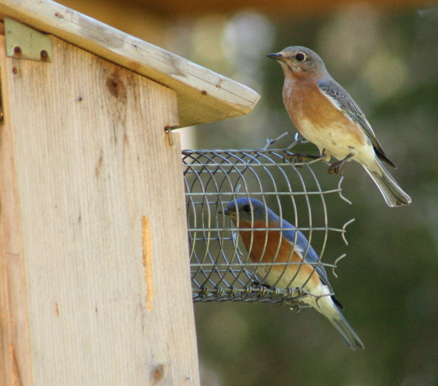 Vickie Henderson Art: My Eastern Bluebird Neighbors