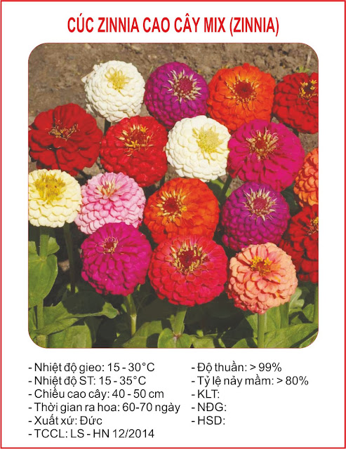 HẠT GIỐNG HOA CÚC NHI NHA CAO CÂY HẠT GIỐNG HOA CÚC NHI NHA CAO CÂY