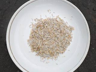 Салат Салат