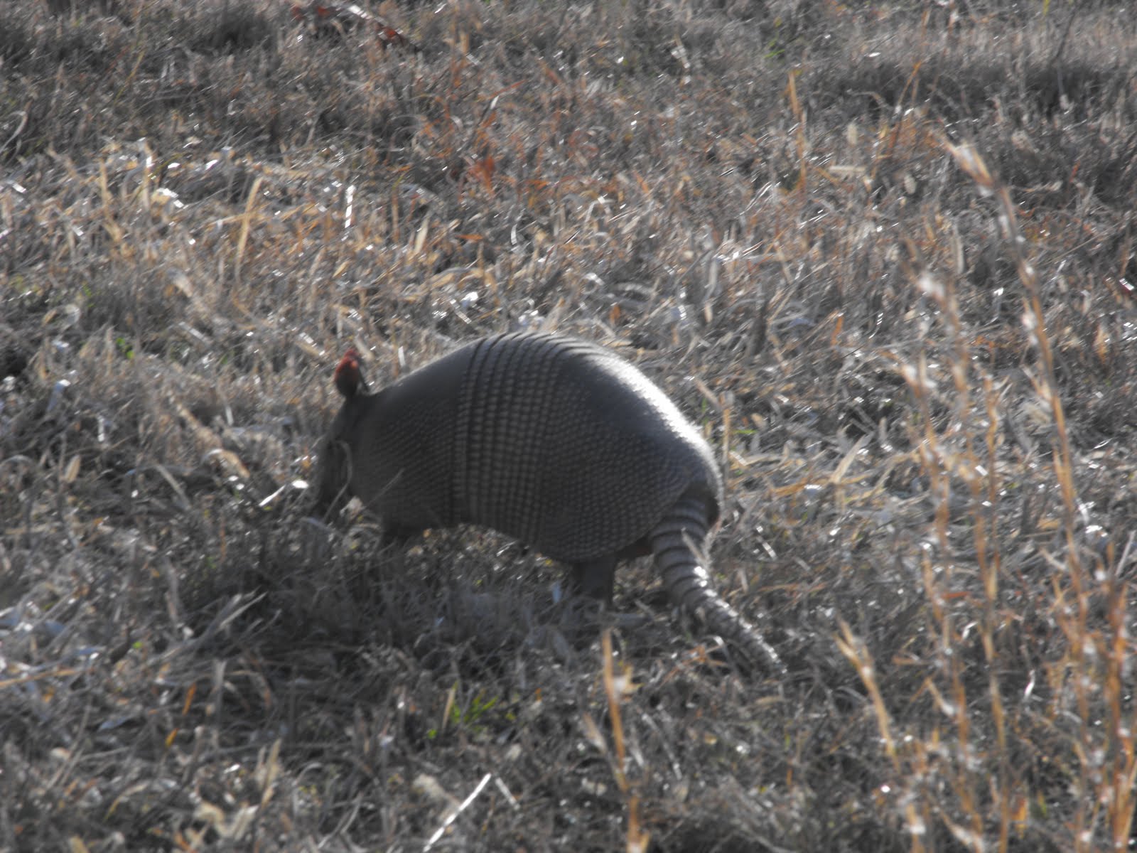 West Tennessee Animal