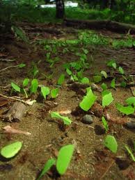 Leaf Cutter Ants