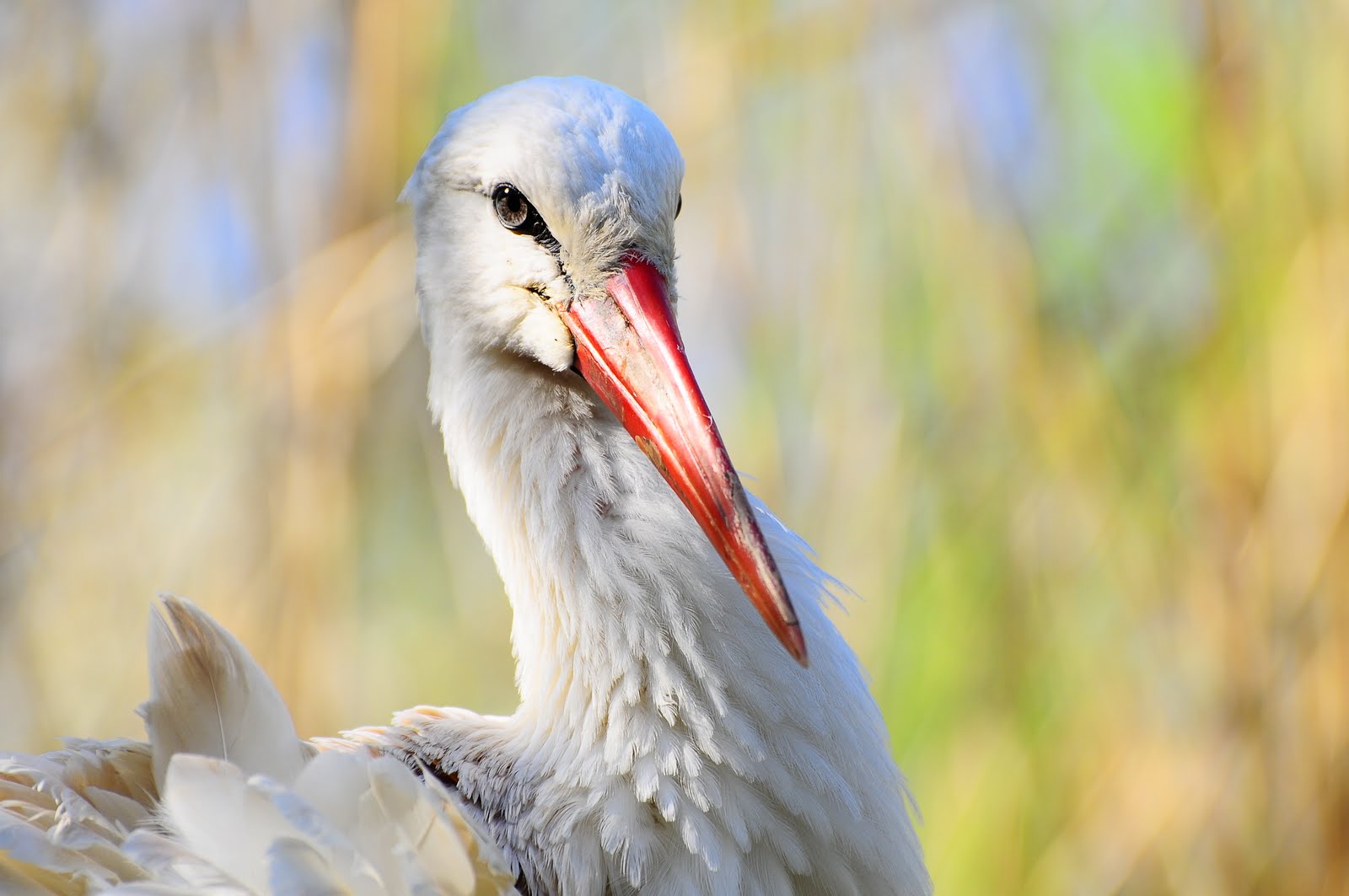 Photos bird with large beak