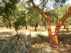 Kuorittu korkkipuu (Portugali)