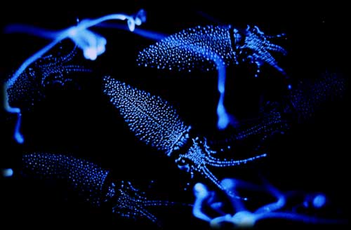 Calamar - .::El calamar luciérnaga::. Watasenia+scintillans+Calamar+bioluminiscente+2