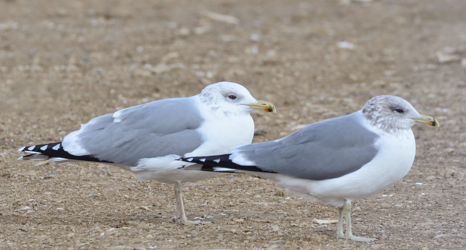 Bird Hybrids California Gull x American Herring Gull