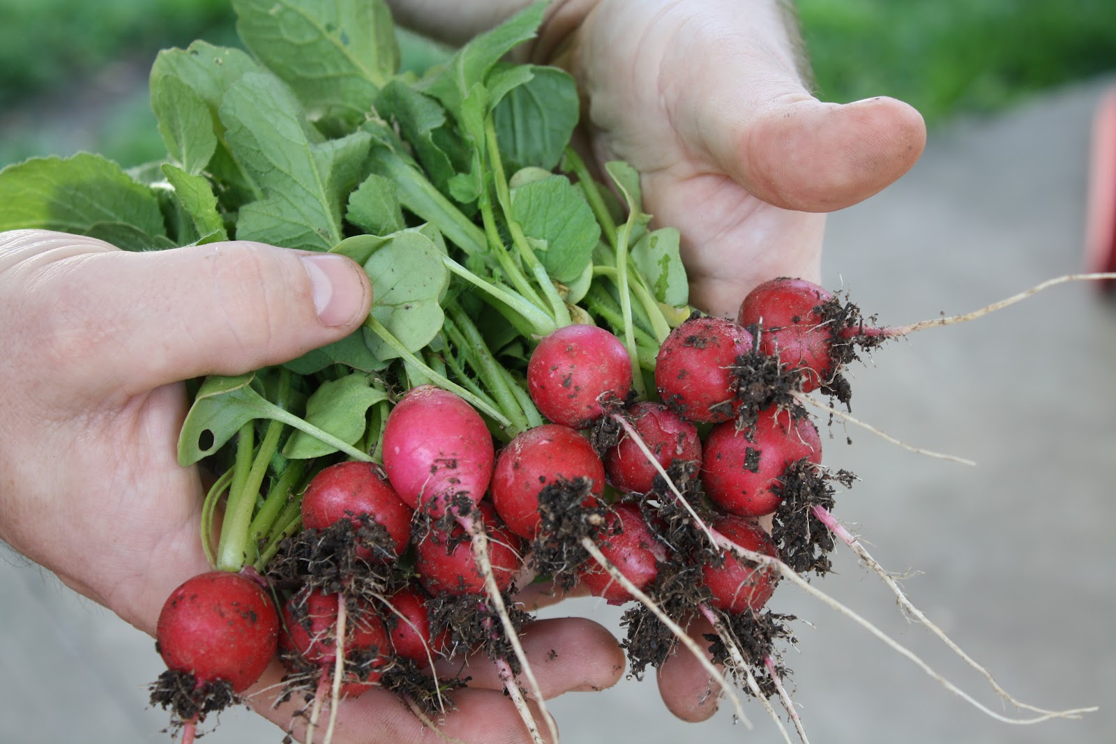 The Redeemed Gardener: Harvested Radishes