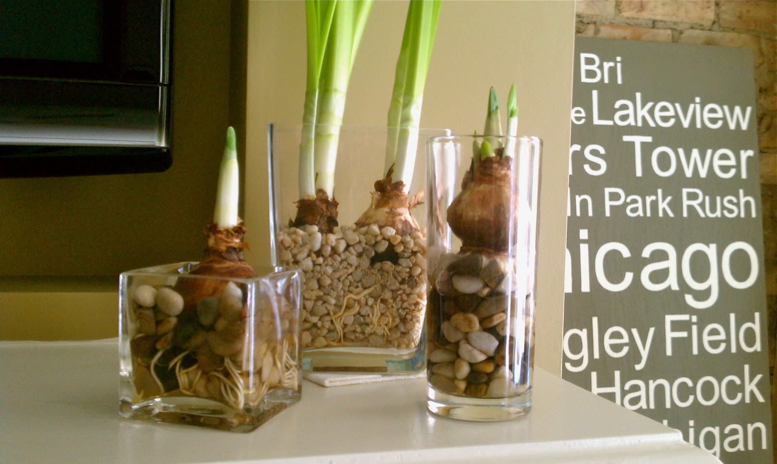 A Little Ditty Blooms Forcing Paperwhites