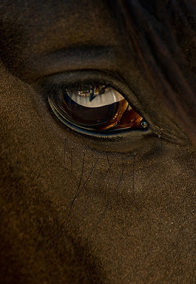 ojo caballo