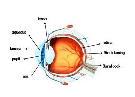 organ tubuh manusia dan fungsinya ipa kelas iv sd asik sains organ tubuh manusia dan fungsinya ipa kelas iv sd asik sains