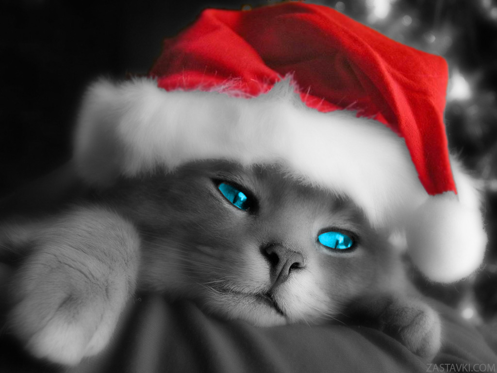 http://1.bp.blogspot.com/-TeJO2ueS6Kg/T5KT6NaSwiI/AAAAAAAAAQY/5ohxtjdFfjI/s1600/Cat-Wallpapers-3.jpg
