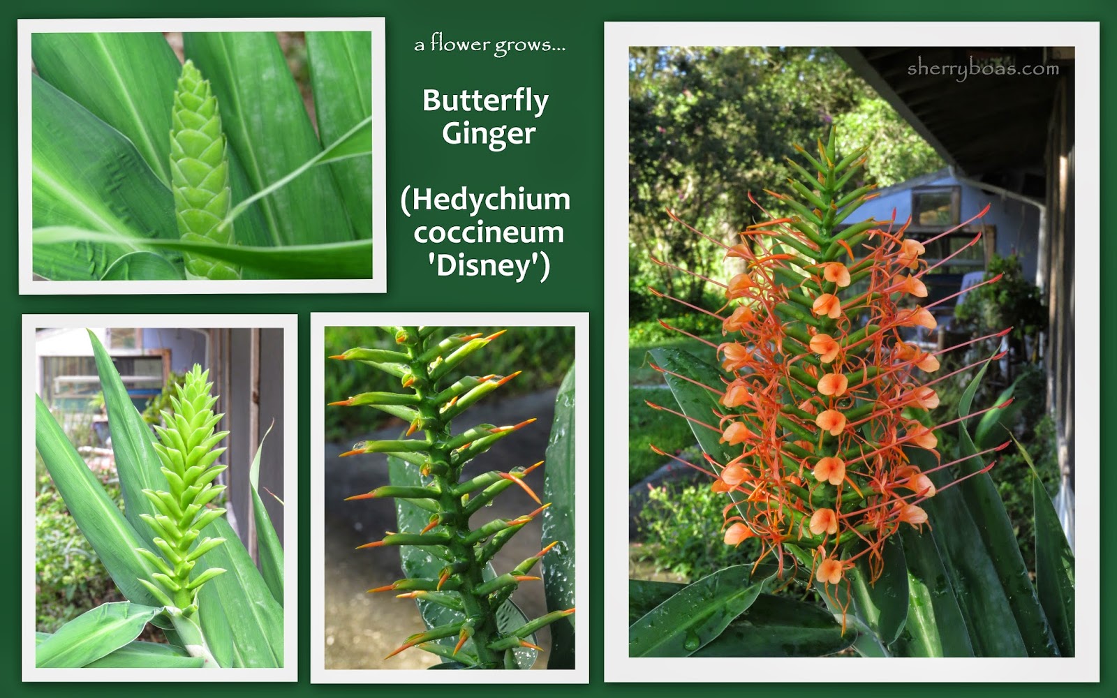 Simply Living Go gingerly...