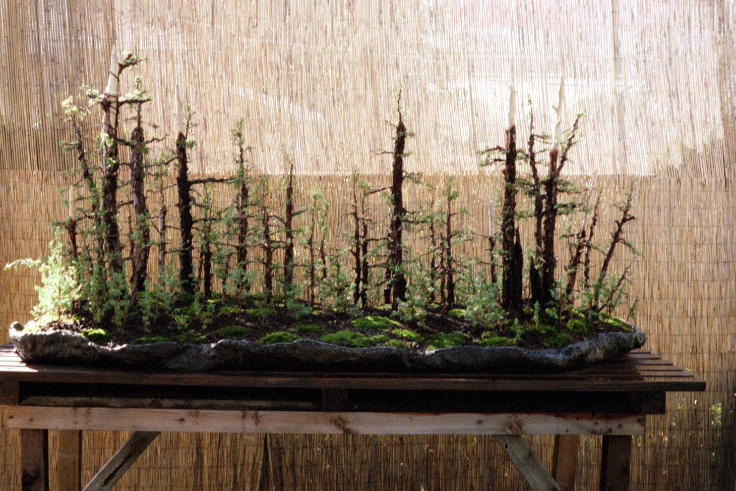 bonsaibp’s bonsai blog: 9-11 Memorial Bonsai Forest bonsaibp’s bonsai blog: 9-11 Memorial Bonsai Forest