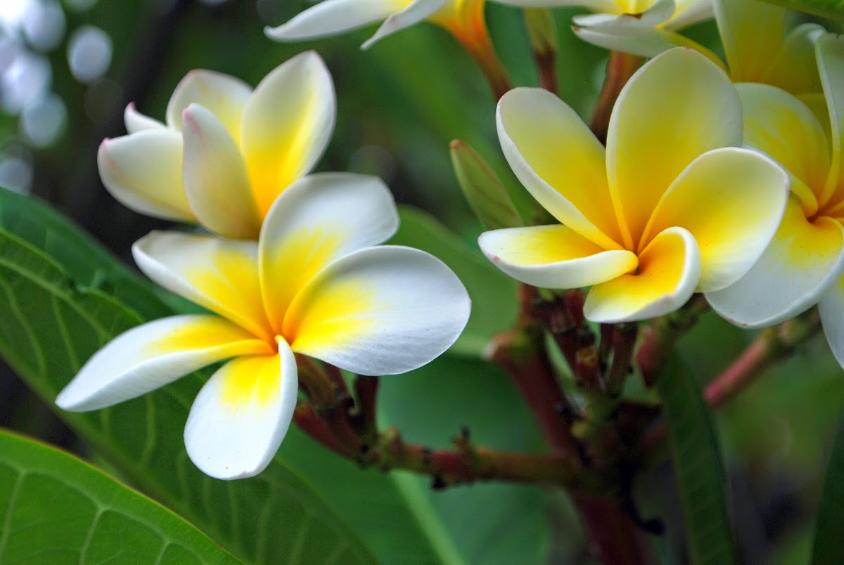 ESSENCE OF ROCK Fragrant Plumeria