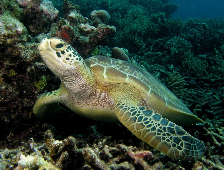 Magazine Wallpaper Green Sea Turtles Wallpapers